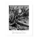 Bristlecone Pine posters