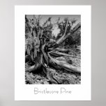 Bristlecone Pine Print