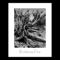 Bristlecone Pine posters