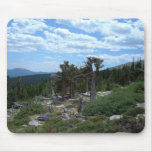 Bristlecone Pine Tree, Mount Evans, Colorado Mouse Pad