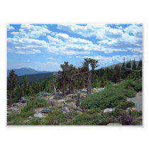 Bristlecone Pine Tree, Mount Evans, Colorado Photo Art