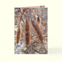 Bristly Locust Seed Pods cards by MoiraAshleigh Bristly Locust Seed Pods cards