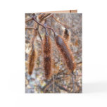 Bristly Locust Seed Pods Greeting Cards