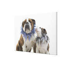 British bulldog and puppy wearing jester collar, stretched canvas prints
