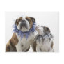 British bulldog and puppy wearing jester collar, postcard
