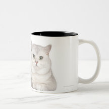 British Shorthair (2 years old) lying in front Mugs