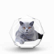 British shorthair cat awards