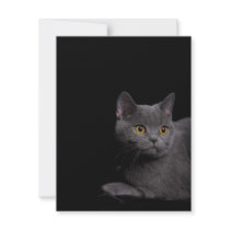 British Shorthair Invitation
