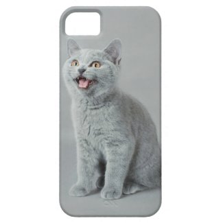 British shorthair kitten iPhone 5 cases