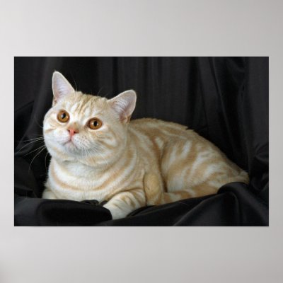 short hair tabby kitten. British Shorthair, red silver
