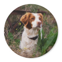 Brittany magnets