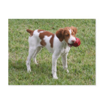 Brittany Pup "Rusty" Postcard