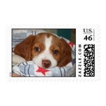 Brittany Puppy Postage Stamp