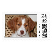 Brittany Puppy Stamp