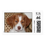 Brittany Puppy postage