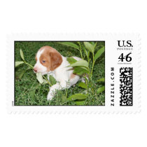 Brittany Puppy Stamps