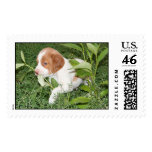 Brittany Puppy postage