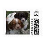 Brittany puppy sisters postage