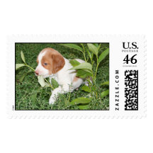 Brittany Puppy Stamps