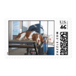 Brittany Spaniel: Lazy Dog Afternoon Postage Stamps