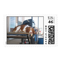 Brittany Spaniel: Lazy Dog Afternoon Postage Stamps
