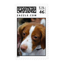 Brittany Spaniel Postage Stamp