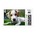 Brittany Spaniel Puppy 2 postage
