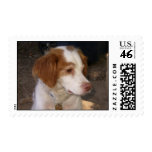 Brittany Spaniel Stamps