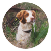 Brittany stickers by helen2000g Brittany stickers