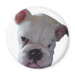Brittish Bulldog puppy Refrigerator Magnet