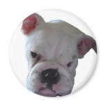Brittish Bulldog puppy Refrigerator Magnets