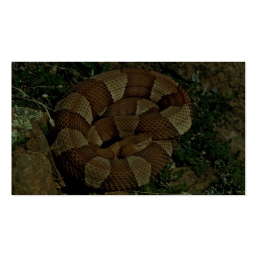 Broad-banded copperhead business cards (back side)