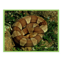 Broad-banded copperhead postcards