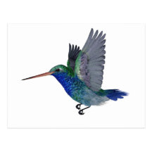 Broad Billed Hummingbird Post Card