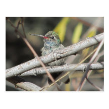 Broad-billed Hummingbird Postcard