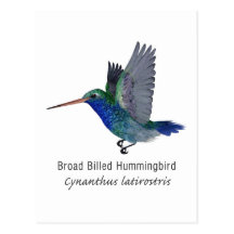 Broad Billed Hummingbird with Name Post Card