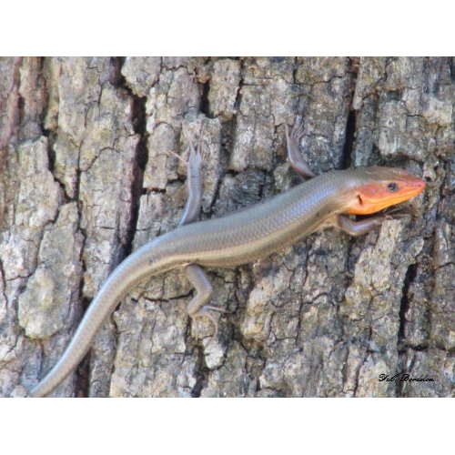 Broad-headed Skink print