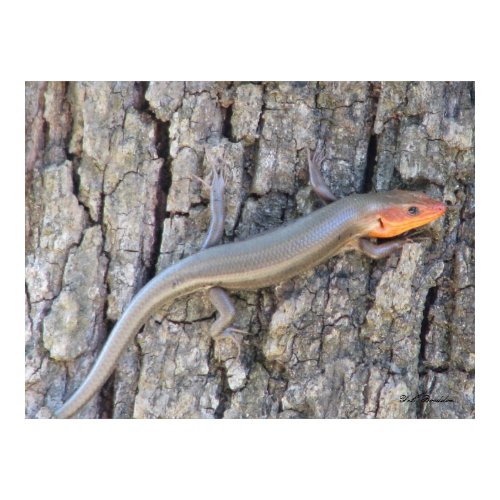Broad-headed Skink print