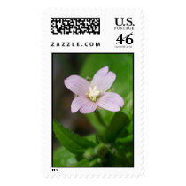 Broad Leafed Willowherb postage