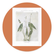 Broad-Leaved Arrowhead - Sagittaria latifolia Sticker