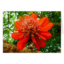 Broad-leaved Coral Tree