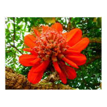 Broad-leaved Coral Tree Print