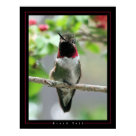 postcard - Broad tailed Hummingbird postcard - Broad tailed Hummingbird