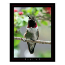 Broad Tail posters