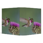Broad-tailed Hummingbird, Selasphorus 2 Binders
