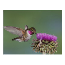 Broad-tailed Hummingbird, Selasphorus 2 Postcard