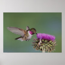 Broad-tailed Hummingbird, Selasphorus 2 Print
