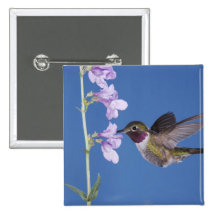 Broad-tailed Hummingbird, Selasphorus Button