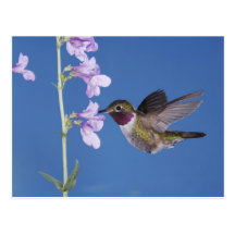 Broad-tailed Hummingbird, Selasphorus Post Card
