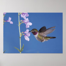 Broad-tailed Hummingbird, Selasphorus Posters
